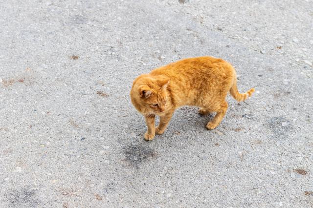 Da ist sie, die kleine Wach-Katze