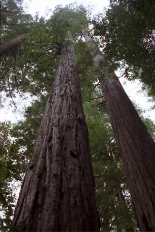 Redwoods