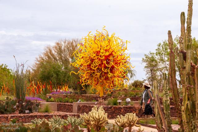 Desert Botanical Garden
