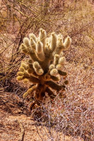 Saguaro National Park