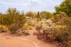 Desert Botanical Garden