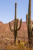Saguaro