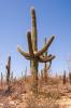 Saguaro