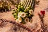 Saguaroblüten