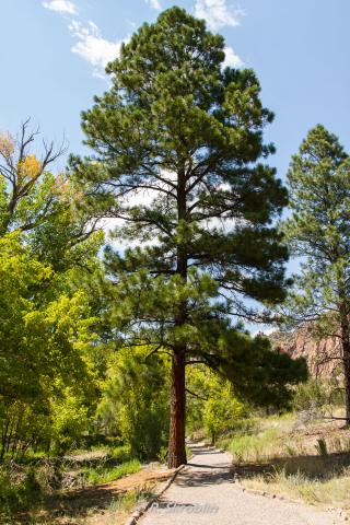 Bandelier National Monument