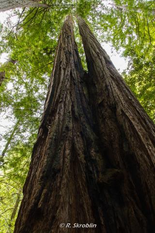 Redwood National Park