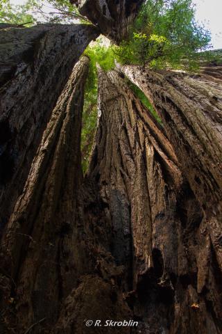 Redwood National Park