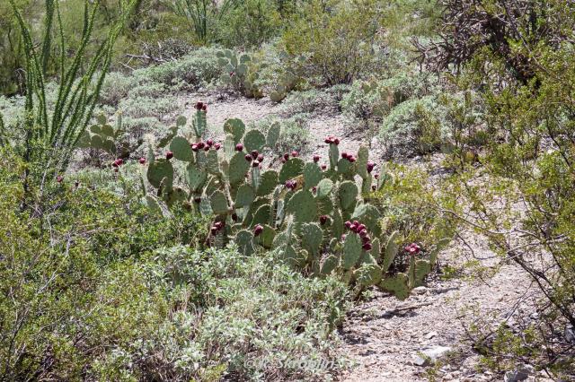 Saguaro National Park East