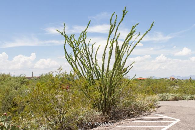 Saguaro National Park East