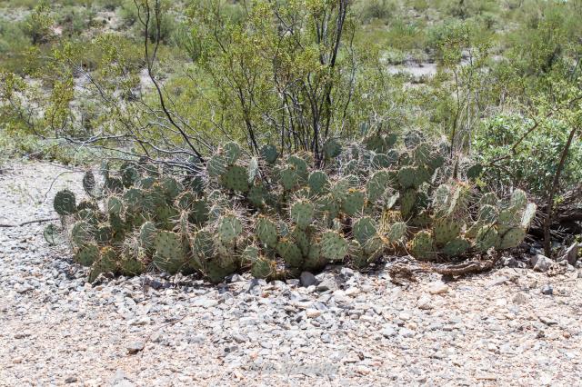 Saguaro National Park East