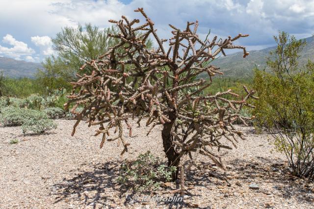 Saguaro National Park East