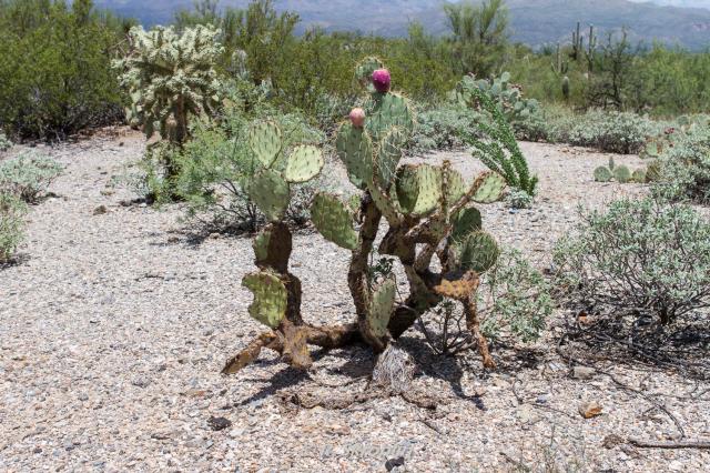 Saguaro National Park East