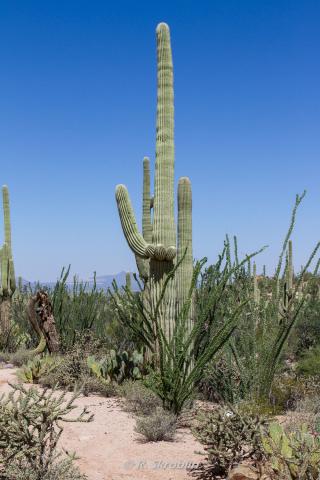 Saguaro National Park West