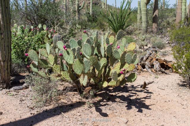 Saguaro National Park West