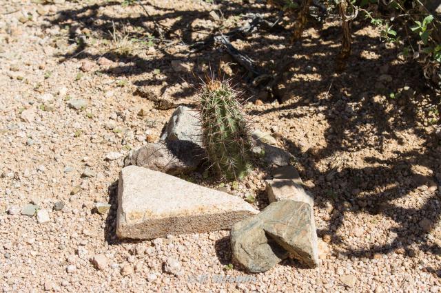 Saguaro National Park West
