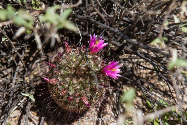 Saguaro National Park West