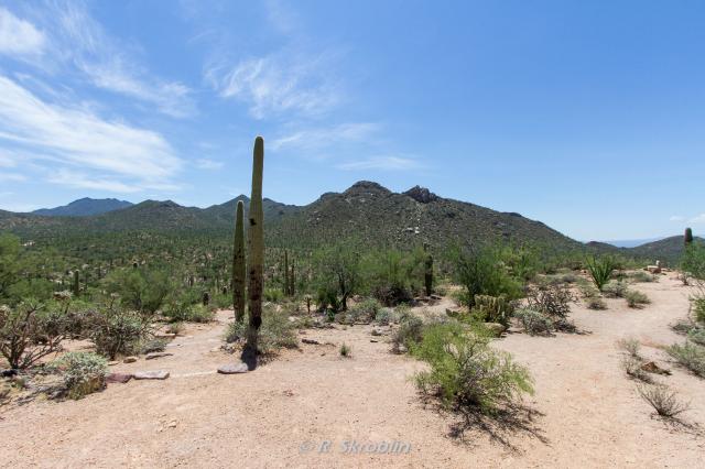 Saguaro National Park West