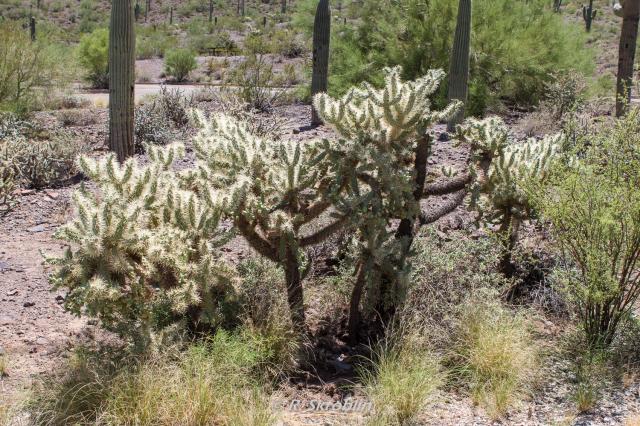 Picacho Peak State Park
