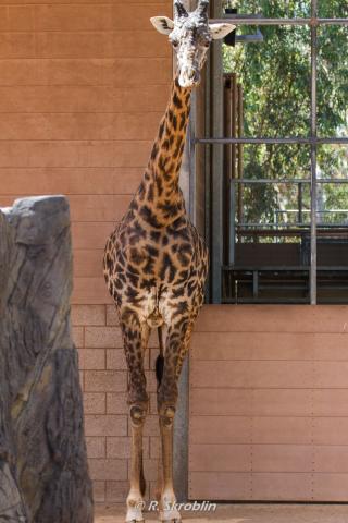San Diego Zoo