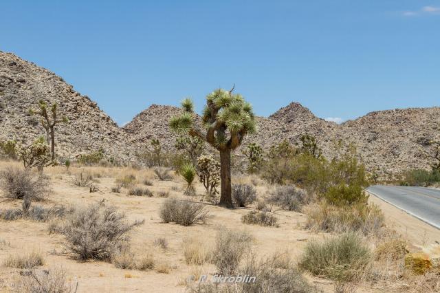 Joshua Tree National Park
