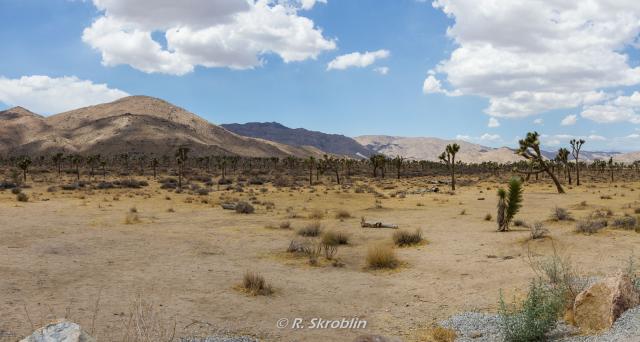 Joshua Tree National Park
