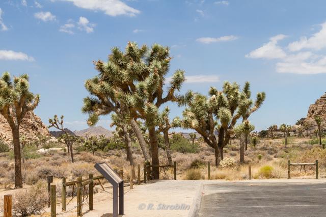 Joshua Tree National Park