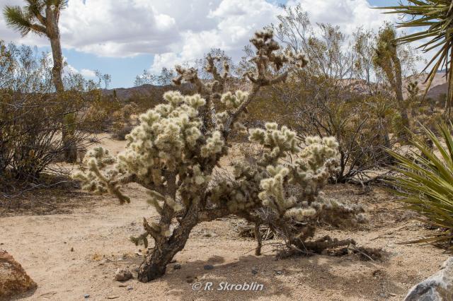 Joshua Tree National Park