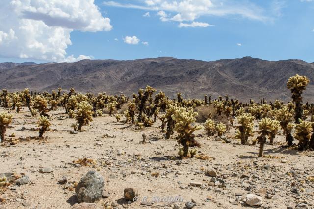 Joshua Tree National Park