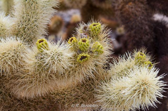 Joshua Tree National Park