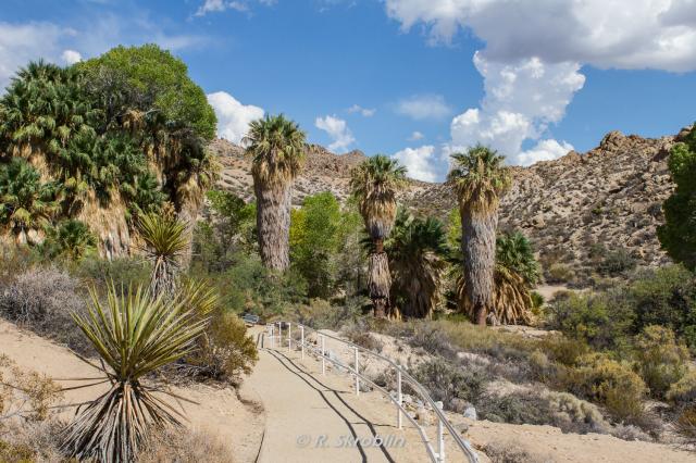 Joshua Tree National Park