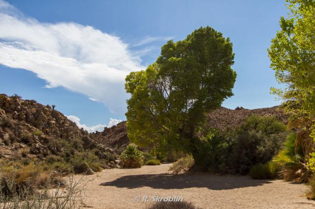 Joshua Tree National Park