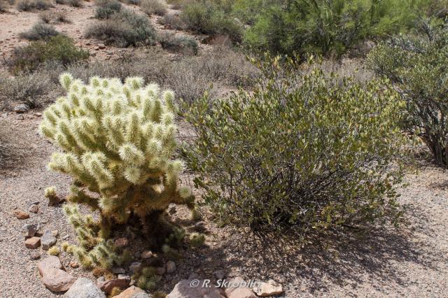 Lost Dutchman State Park
