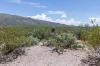 Saguaro National Park East