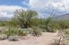 Saguaro National Park East
