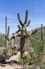 Saguaro National Park West