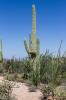 Saguaro National Park West