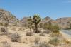 Joshua Tree National Park