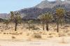 Joshua Tree National Park