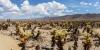Joshua Tree National Park