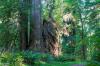 Prairie Creek Redwoods State Park